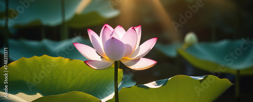 Beautiful water lily lotus flower banner with leaves on lake water surface maditation zen asian flora botany sun light summer