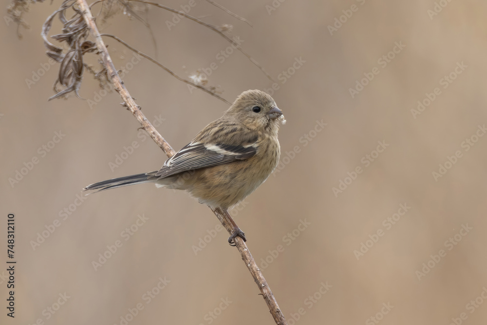 Obraz premium 枯草の茎にとまるベニマシコの雌