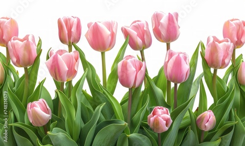 Pink Tulips with Clean and Minimal Layout Generative AI