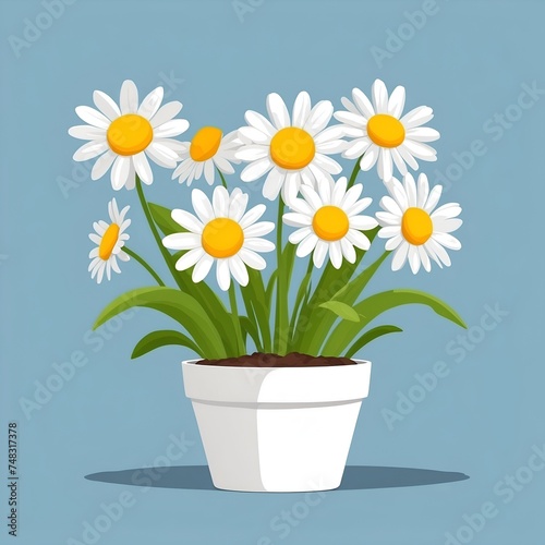 Flat vector illustration of potted daisy, cartoon design, clean background © varol