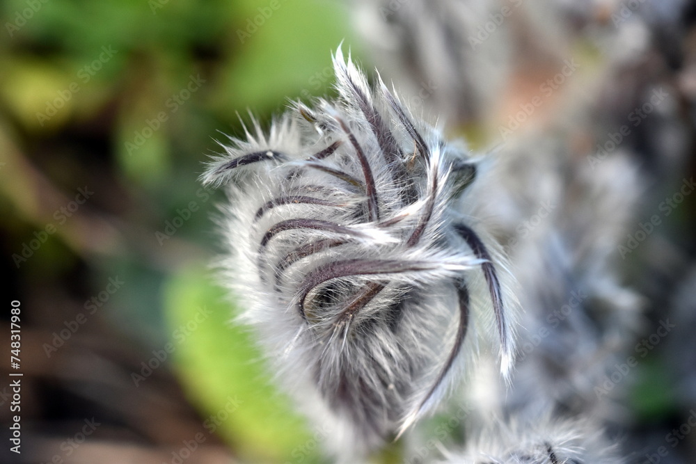 Fototapeta premium Flauschige Knospe einer Pulsatilla