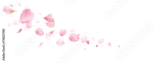 Pink petals flying. Flower falling background. Spring flowers blossom vector illustration. 