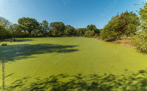 Mare couverte de lentilles d'eau dans le parc régional de la Brenne au Bouchet, Indre, France