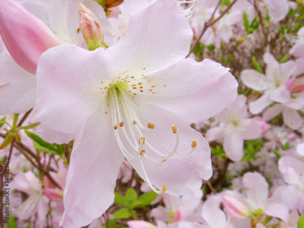 Schlippenbach's pink rhododendron in the park in summer Schlippenbach's pink rhododendron in the park in summer