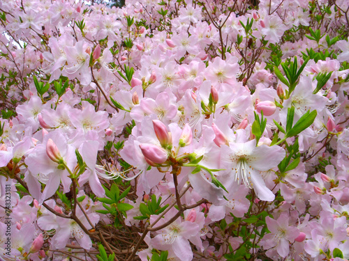 Schlippenbach's pink rhododendron in the park in summer