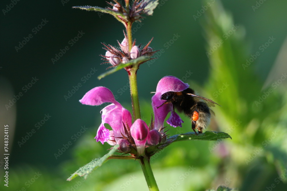 Gedeckter Tisch, Hummel bei Nahrungssuche Gedeckter Tisch, Hummel bei Nahrungssuche