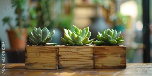 squareformatted succulents for the modern home