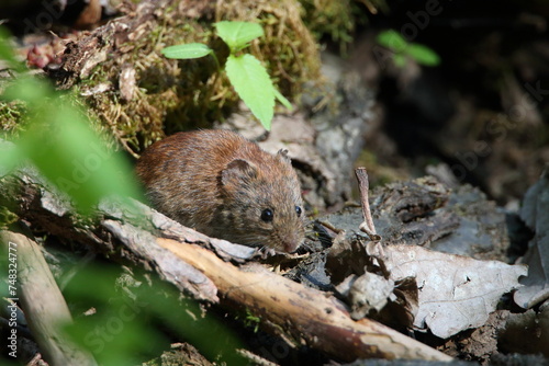 Gut getarnt  eine Maus im Wald