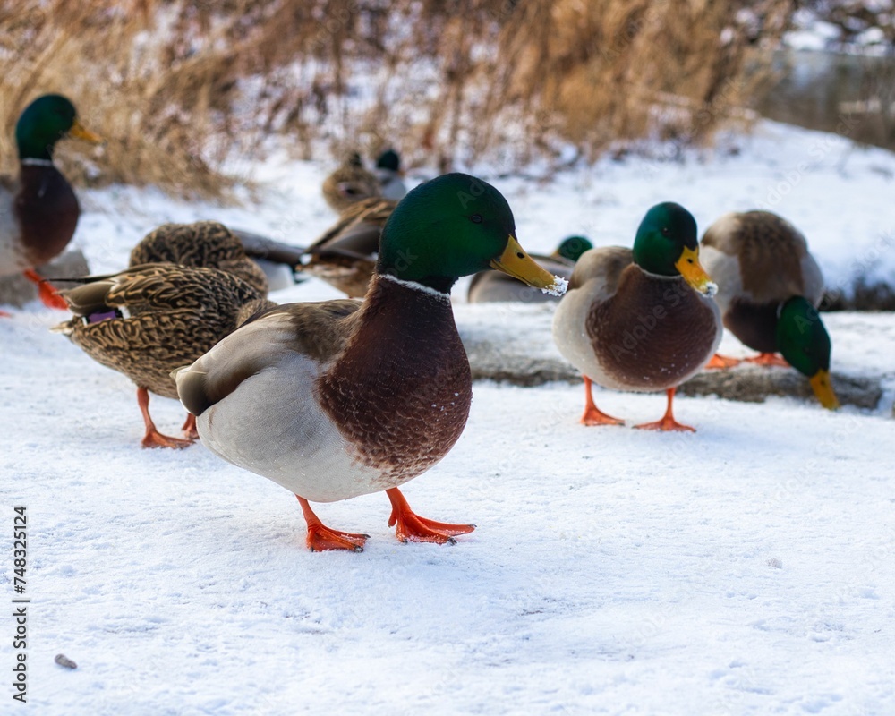 ducks in winter ducks in winter
