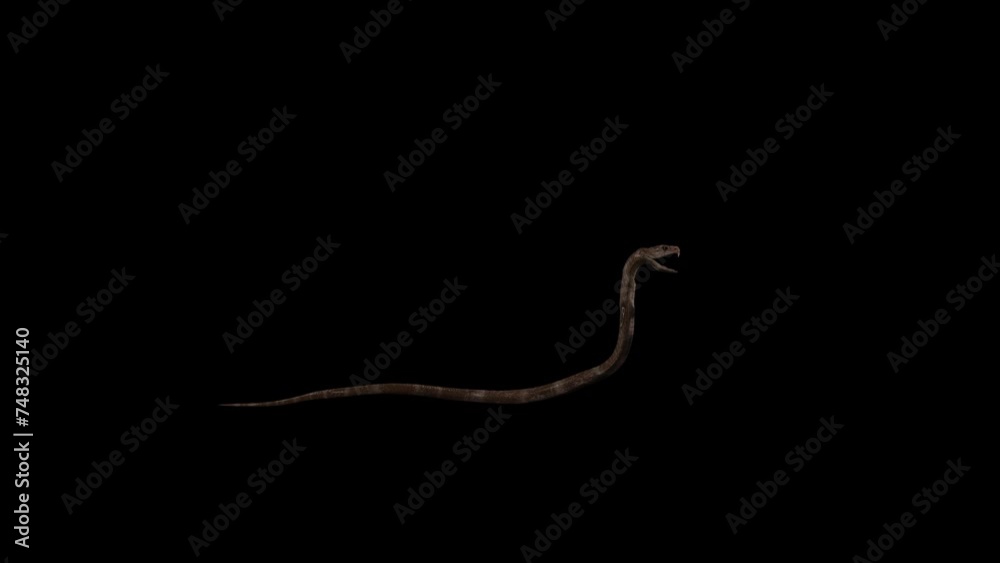 Vidéo Stock 3D Cobra Snake Crawling rendering cycle view on a black