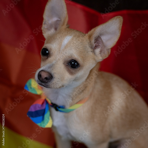 Rainbow Puppy Portrait 4