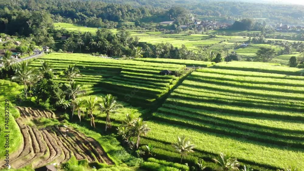 Aerial view of rice paddy in the morning with harvest Aerial view of rice paddy in the morning with harvest