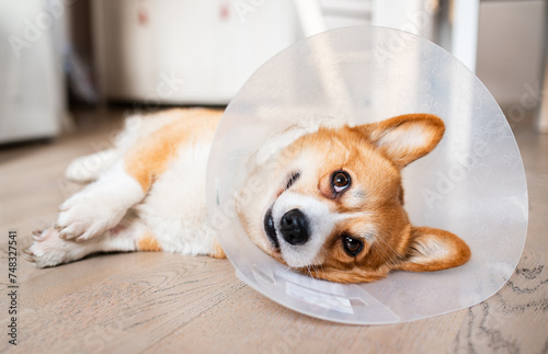 Dog after surgery wearing collar corgi