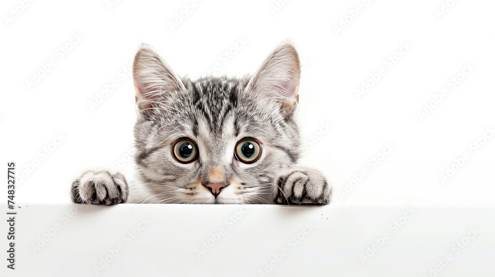 An adorable gray tabby cat peeking over the edge with wide, curious eyes on a white background. An adorable gray tabby cat peeking over the edge with wide, curious eyes on a white background.