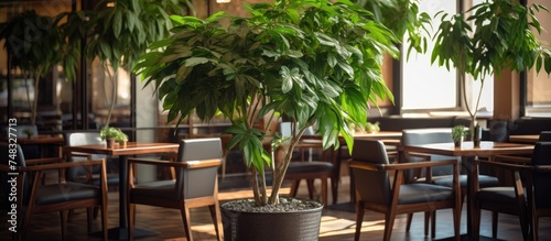 A Schefflera arboricola, a large houseplant with big leaves, sits in a potted plant on a wooden table in a cafe or restaurant. photo