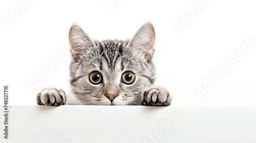 An adorable gray tabby cat peeking over the edge with wide, curious eyes on a white background.