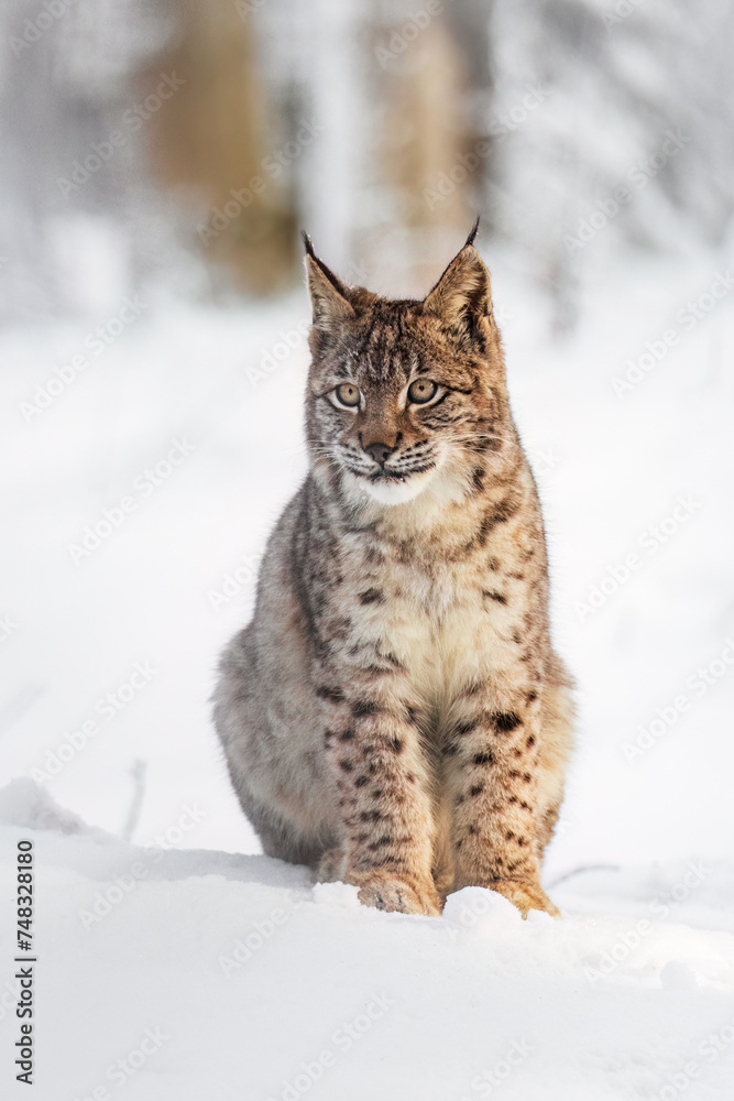 Lynx cub in winter. Young Eurasian lynx, Lynx lynx, sits in snowy forest. Beautiful wild bobcat in nature. Cute animal with spotted orange fur. Beast in frosty day. Endangered predator in habitat. Lynx cub in winter. Young Eurasian lynx, Lynx lynx, sits in snowy forest. Beautiful wild bobcat in nature. Cute animal with spotted orange fur. Beast in frosty day. Endangered predator in habitat.