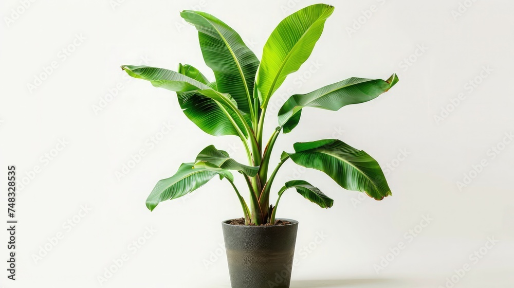 Potted banana plant isolated in white background Potted banana plant isolated in white background