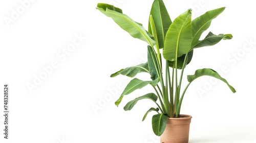 Potted banana plant isolated in white background