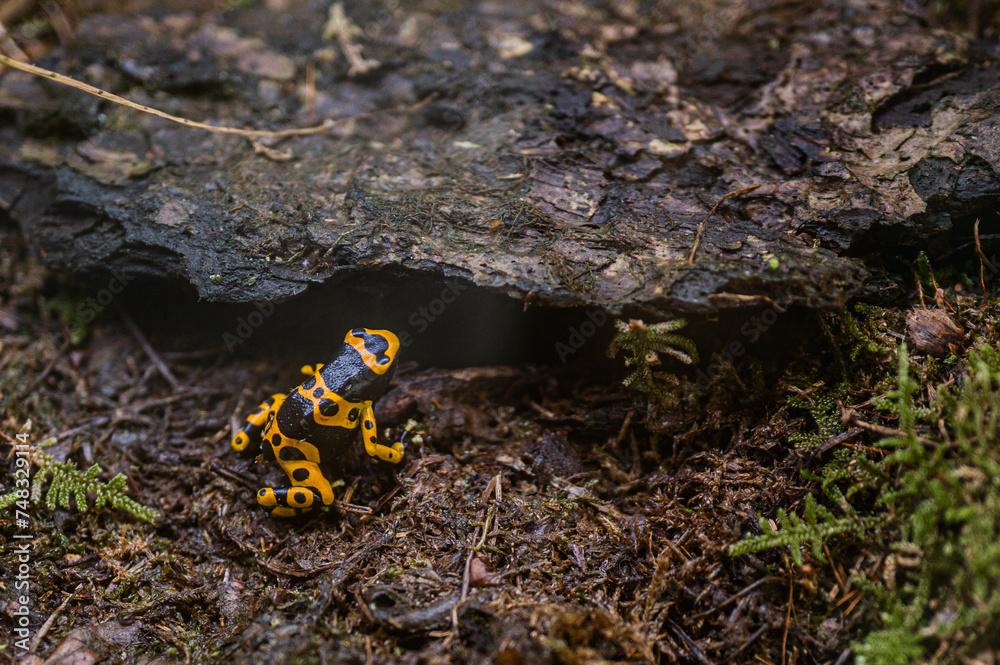 Dendrobates leucomelas - Yellow-banded poison dart frog sitting and waiting for insect Dendrobates leucomelas - Yellow-banded poison dart frog sitting and waiting for insect