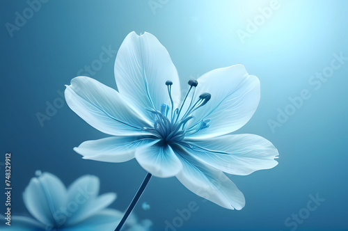 Blue background with delicate white translucent flower. Atmospheric fairy flower.