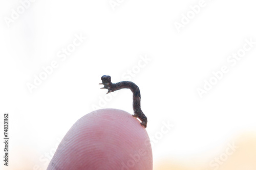 inch worm on finger photo