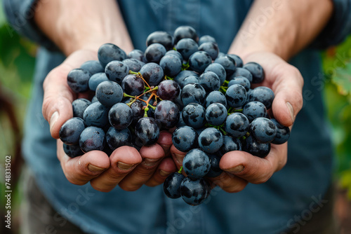 Grapes harvest. Farmers hands with freshly harvested black grapes.
