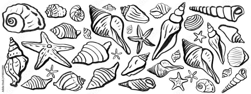 Obraz premium Seashells vector set. Hand drawn illustrations.Marine background. 