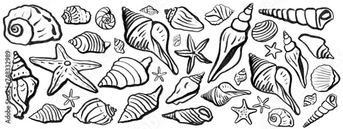 Seashells vector set. Hand drawn illustrations.Marine background. 