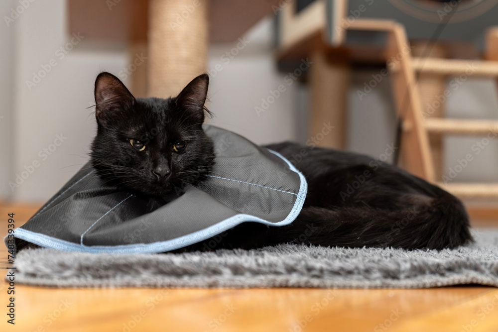 The cat wears a cone collar to protect and prevent licking the wound