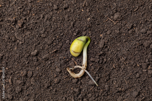 Closeup of soybean seed germination in soil of field. Agriculture, agronomy and farming concept. photo