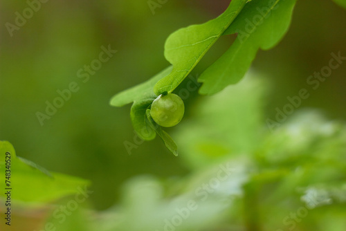 Fotografie Oak galls caused by the cynipid wasp Neuroterus quercusbaccarum.