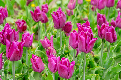 Purple tulips flowers with green leaves blooming in a meadow, park, flowerbed outdoor. World Tulip Day. Tulips field, nature, spring, floral background. © katyamaximenko