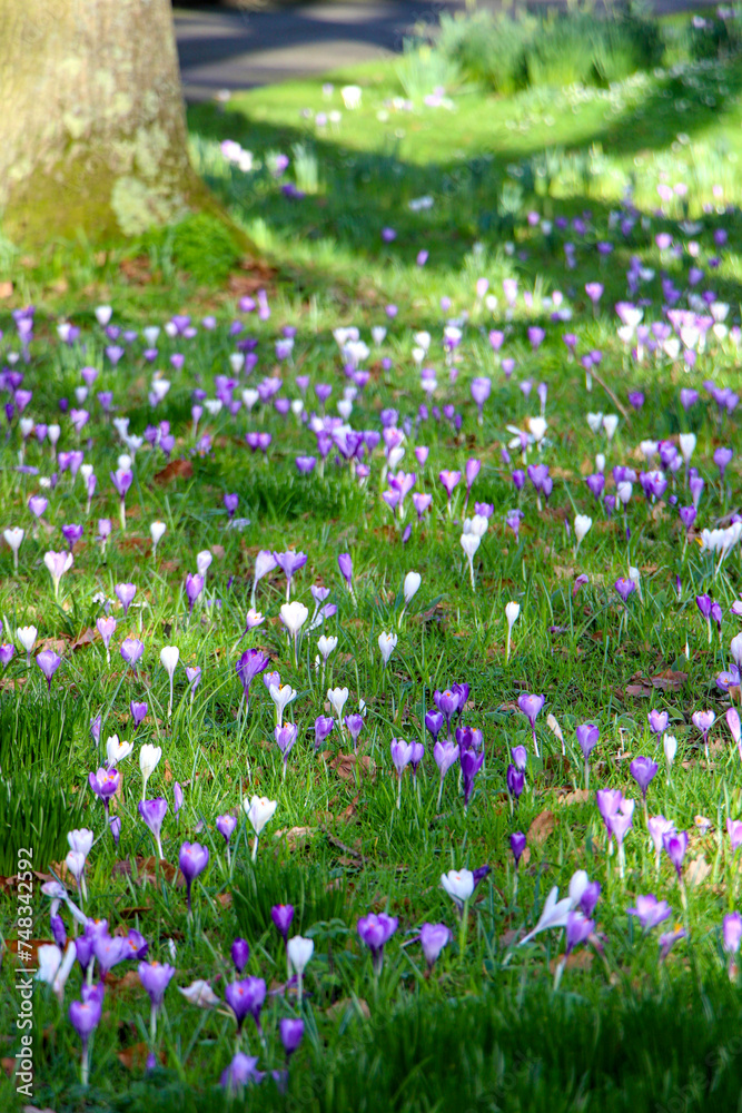 field of flowers