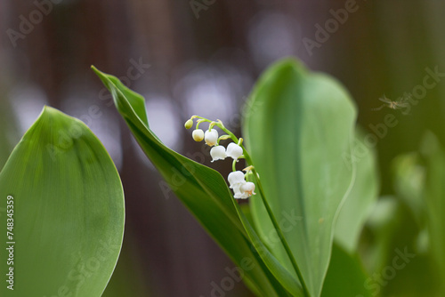 Lily-of-the-valley (Convallaria majalis) blooming in the spring forest.
