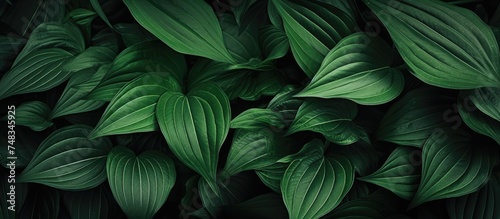 A detailed view of vibrant green leaves on a plant  showcasing its texture and color in a desert modern style. The leaves are lush and healthy  symbolizing natures beauty and resilience.