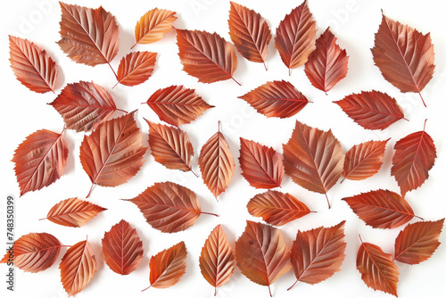 A captivating display of autumn leaves, each showcasing a unique blend of red, orange, and yellow hues, arranged symmetrically against a white background.