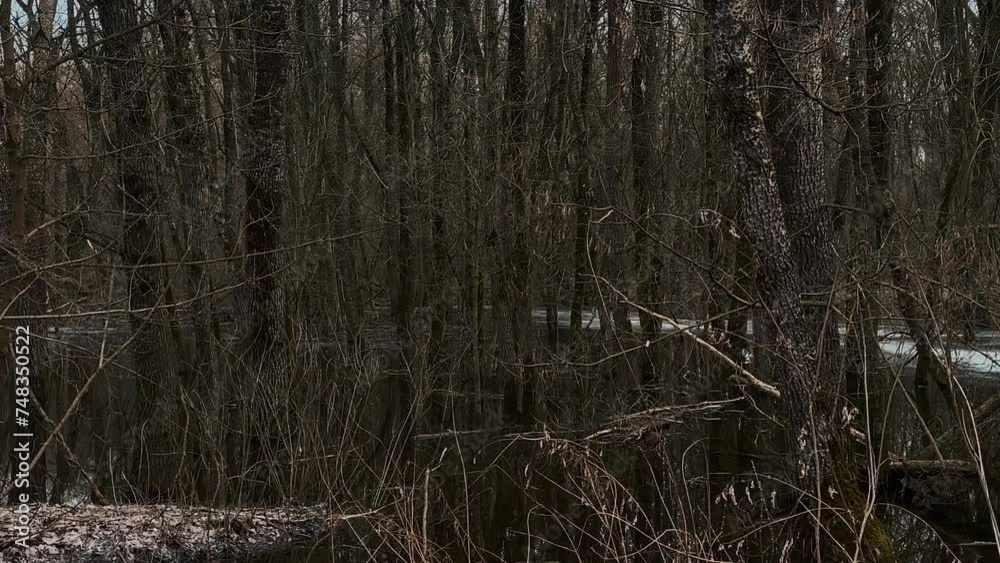 Dark mystical spring forest with wet trees covered in moss standing in the water of the lake. Mysterious place in nature with ice and snow and yellow leaves Dark mystical spring forest with wet trees covered in moss standing in the water of the lake. Mysterious place in nature with ice and snow and yellow leaves
