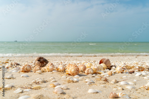 Muscheln am Strand von Celestun, Yucatan, Mexiko