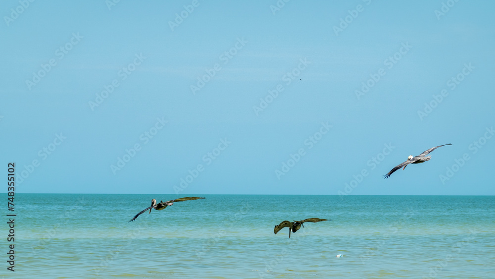 Pelikane am Jagen knapp über der Wasseroberfläche