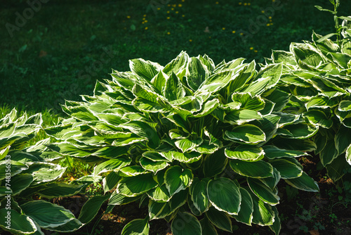 Fotografija hosta Patriot plant with sun illumination