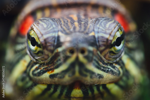 eyes of red-eared slider turtle © nikkytok