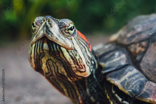 eyes of red-eared slider turtle