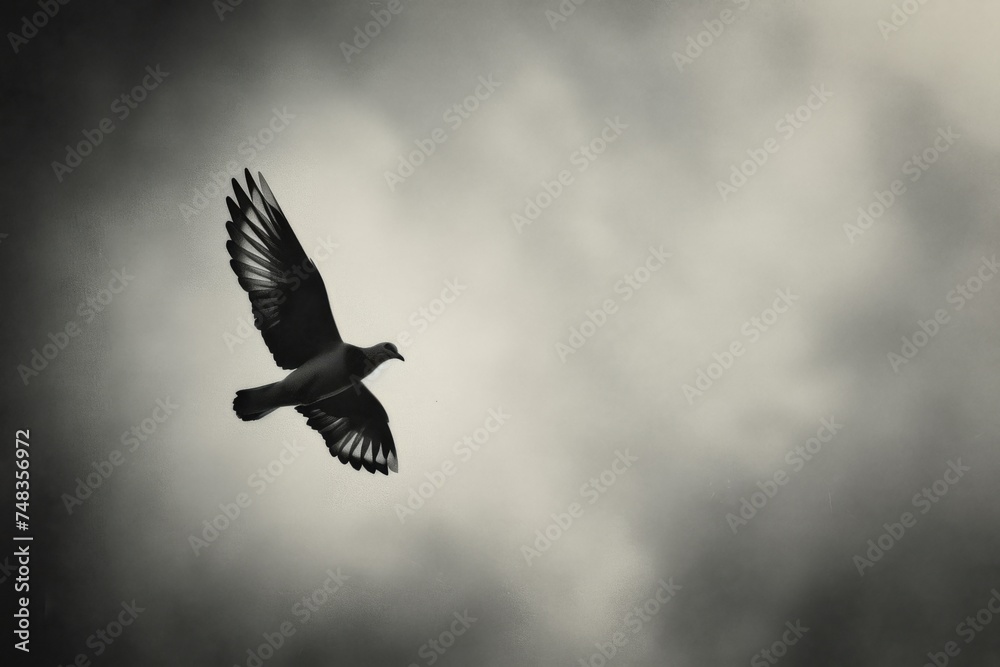 Dove in flight against cloudy sky in monochrome Dove in flight against cloudy sky in monochrome