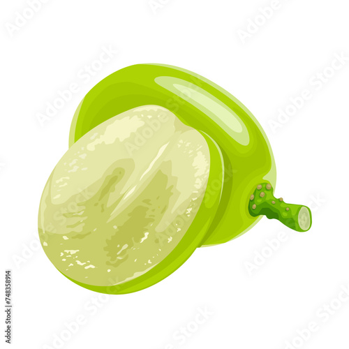 Vector illustration, muscat grapes, isolated white background.