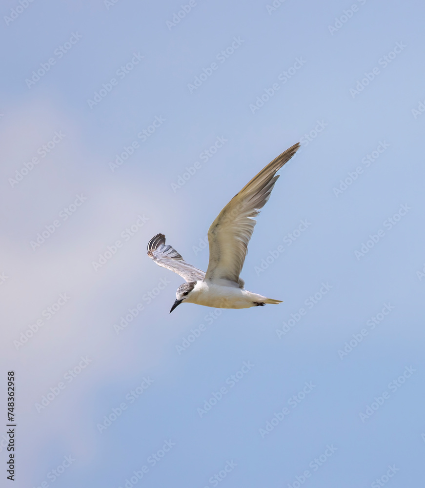 Obraz premium Whiskered Tern in flight seen in natural native habitat, Bentota Beach, Sri Lanka