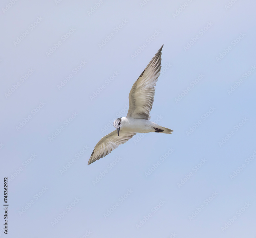 Whiskered Tern in flight seen in natural native habitat, Bentota Beach, Sri Lanka