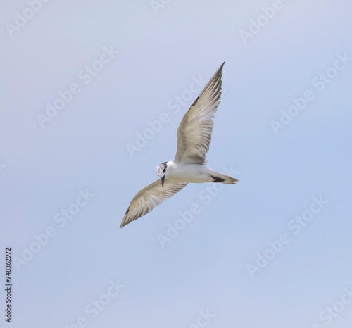 Whiskered Tern in flight seen in natural native habitat  Bentota Beach  Sri Lanka