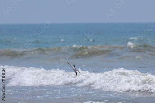 Common Tern diving for prey in natural native habitat, Bentota Beach, Sri Lanka