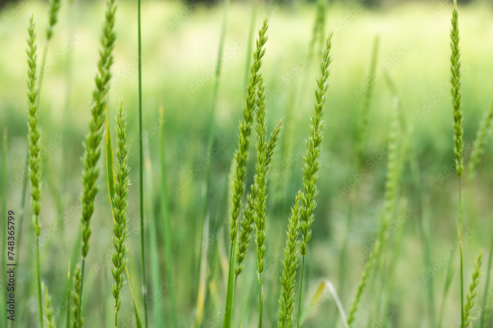 Fluffy Green Grasses Stand Tall In Summer